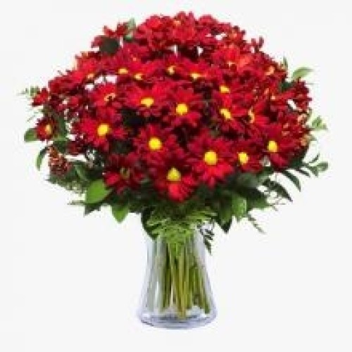 Red Chrysantimums