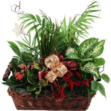Basket Arrangement Of 4 To 5 Plants