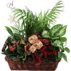 Basket Arrangement Of 4 To 5 Plants