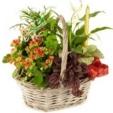Basket Of 4 To 5 Plants