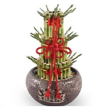 Lucky Bamboo to Taiwan