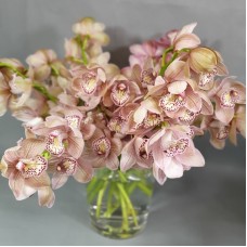 Cymbidium