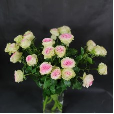 Pink Spray roses 60cm