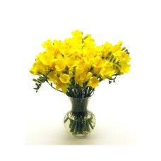 Yellow freesia