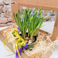 Grape hyacinth (Muscari) in a box