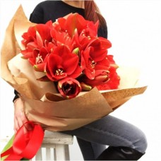AMARYLLIS (HIPPEASTRUM)