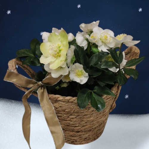 Snow Rose - Advent Star