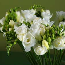 White Freesia