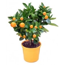 Citrus Gold (Large)