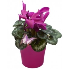 Cyclamen