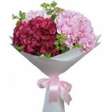 Hydrangea - in Pink Tones