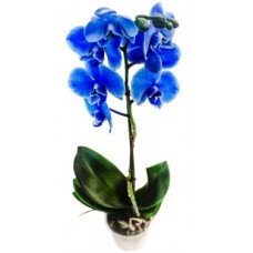 Blue PHALAENOPSIS Orchid