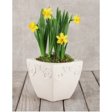 Daffodil Plant in Square Pot