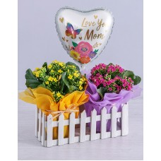 Pretty Pot Plants In Picket Fence