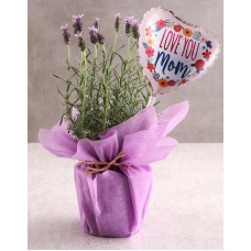 Luscious Lavender Surprise