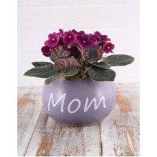 Mom Pot with Violet Plant