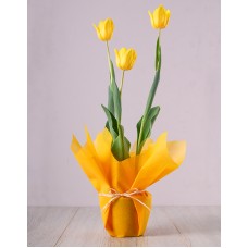 Tulip Plant with Wrapping
