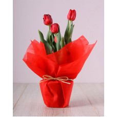 Red Tulip Pot
