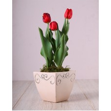 Red Tulips in Ceramic Pot