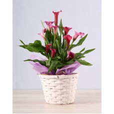 Unique Pink Zantedeschia