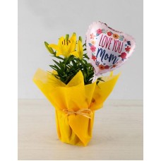 Yellow Lilies in Pot