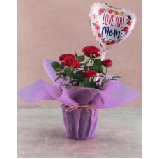 Blossoming Mothers Day Rose Bush