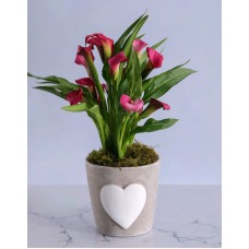 Pink Zantedeschia in Heart Pot for Mom