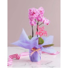 Mothers Day Pink Orchid