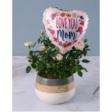 Potted Mothers Day Pink Rose Bush