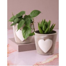 Gorgeous Green Plants In Pot