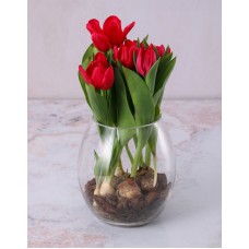 Terrific Tulips In Glass Vase