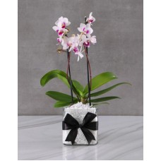 Stunning Orchid In A Vase For Mom