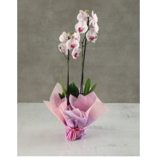 Lilac Dream Denver Orchid