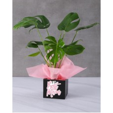 Monstera Plant In A Box