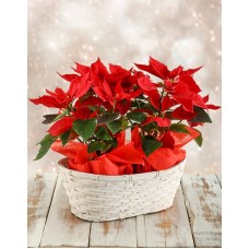 Double Poinsettia Basket
