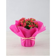 Colourful Kalanchoe In Tissue Paper (Pink)