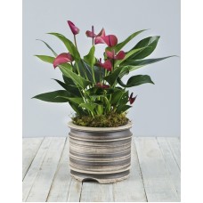Pink anthurium Pot