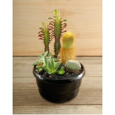Cactus Garden