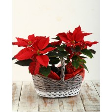 Poinsettia in Two Toned Basket