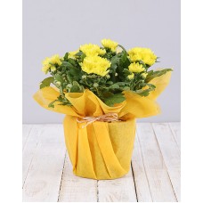 Potted Daisies In Wrapping (Orange)