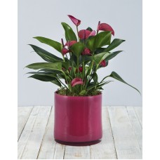 Pink Anthurium in Pink Cylinder Vase
