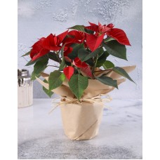 Poinsettia Wrapped in Craft Paper