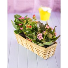 Three Kalanchoe In A Basket