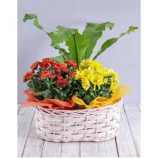 Mix Of Flowering Plants In A Basket