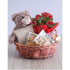Enchanting Kalanchoe Teddy in Willow Basket