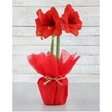 Radiant Red Amaryllis Bloom (Nederburg)