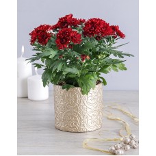 Maroon Chrysanthemum Pot