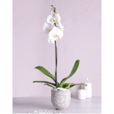 Phalaenopsis Orchid in Doilie Pot (Pink)