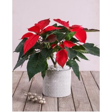Poinsettia in Cement pot with White Detail
