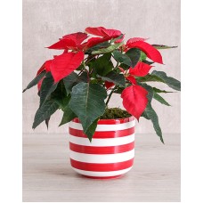 Red Poinsettia Plant in Striped Pot